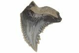 Bargain, Snaggletooth Shark (Hemipristis) Tooth - South Carolina #211677-1